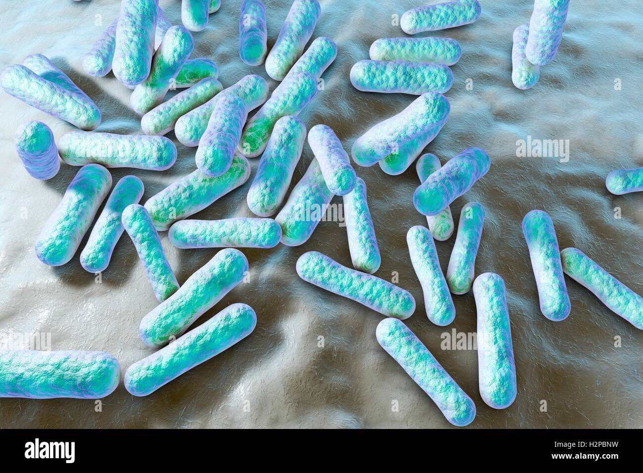 Propionibacterium Bakterien, Computer Bild. Diese sind ein Beispiel für nicht-pathogenen Bakterien auf menschlicher Haut, wo sie für die natürliche Säure gut angepasst sind. Ein Beispiel ist Propionibacterium Acnes, gefunden in den Haarfollikel und die Poren der Stockfoto