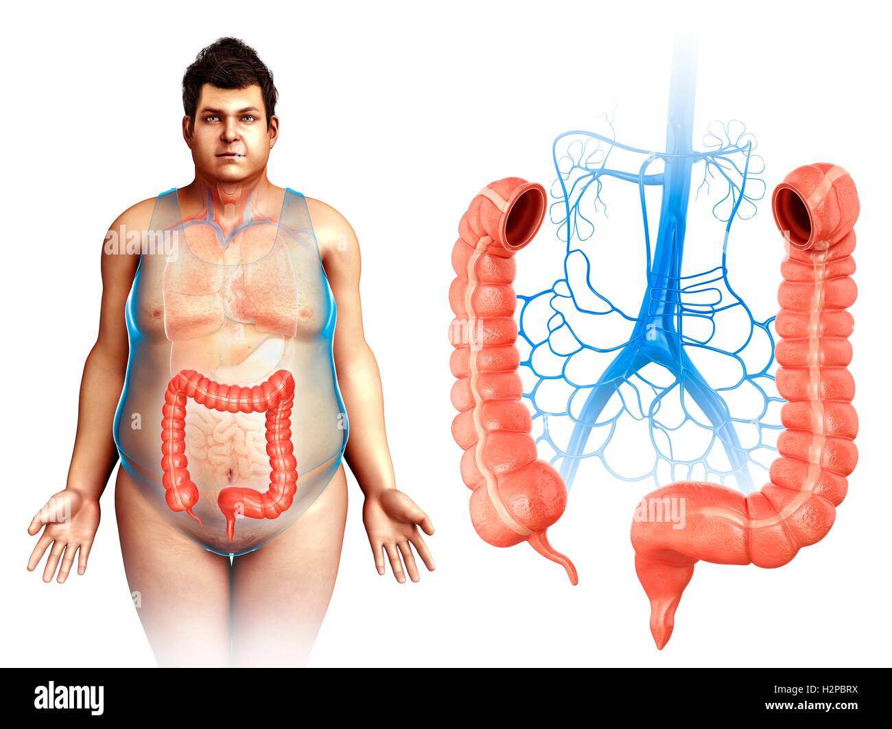 Darstellung der männlichen Dickdarm Anatomie und Venen. Stockfoto