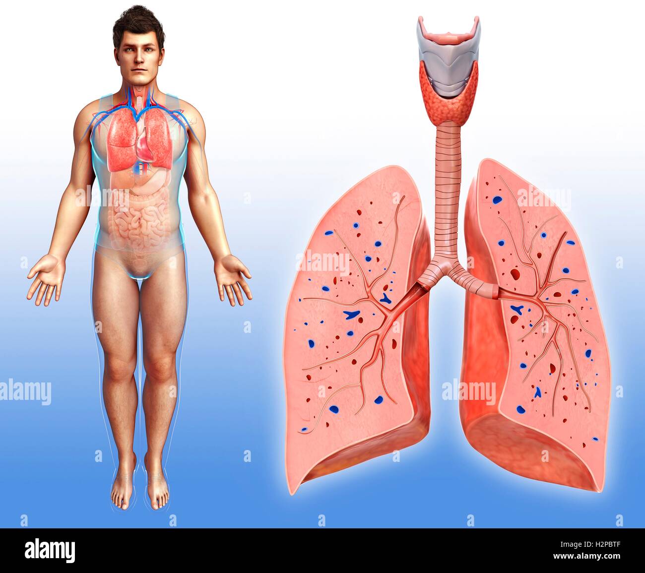 Darstellung der männlichen Lunge Anatomie. Stockfoto
