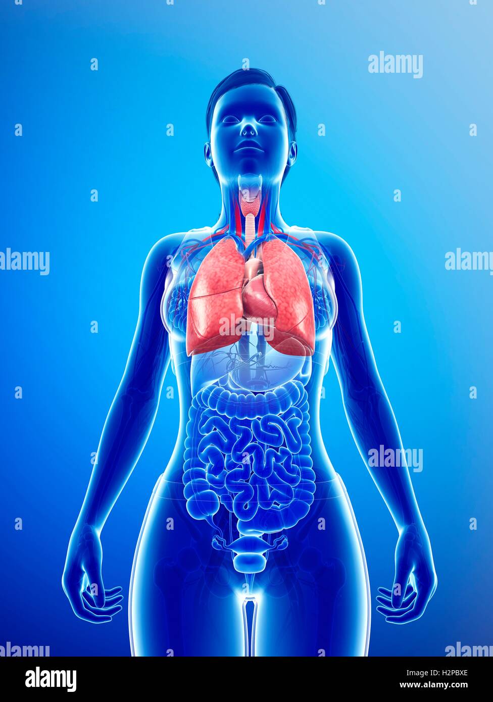 Darstellung der weiblichen Atmungssystem. Stockfoto