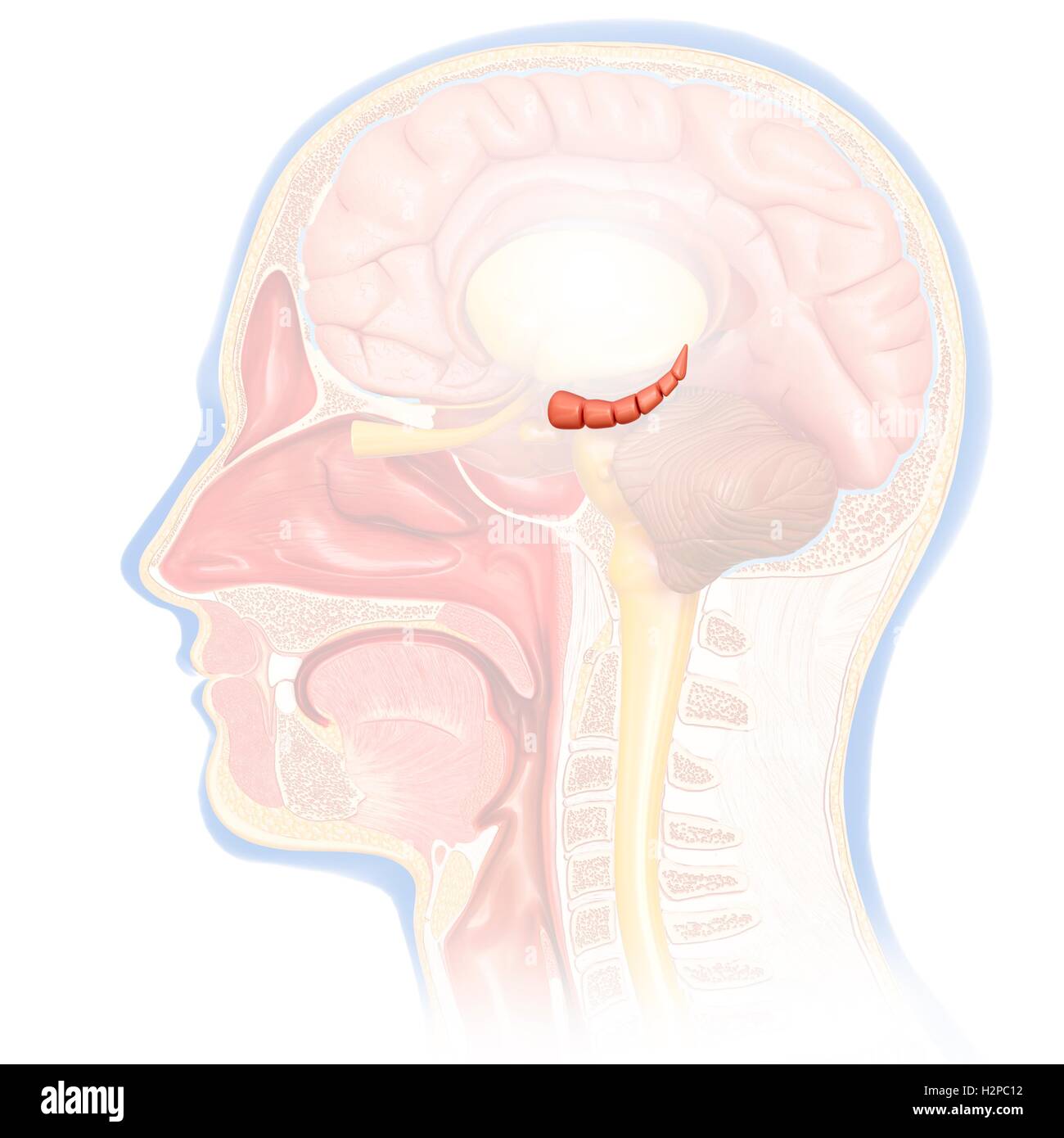 Abbildung des Hippocampus in ein menschliches Gehirn. Stockfoto