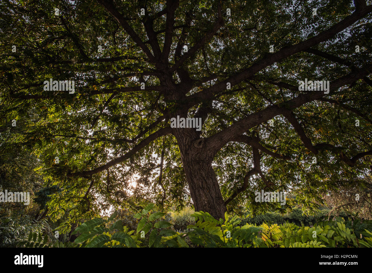 Eine beeindruckende Baum mit den Herbst Sonne durch die Blätter Stockfoto
