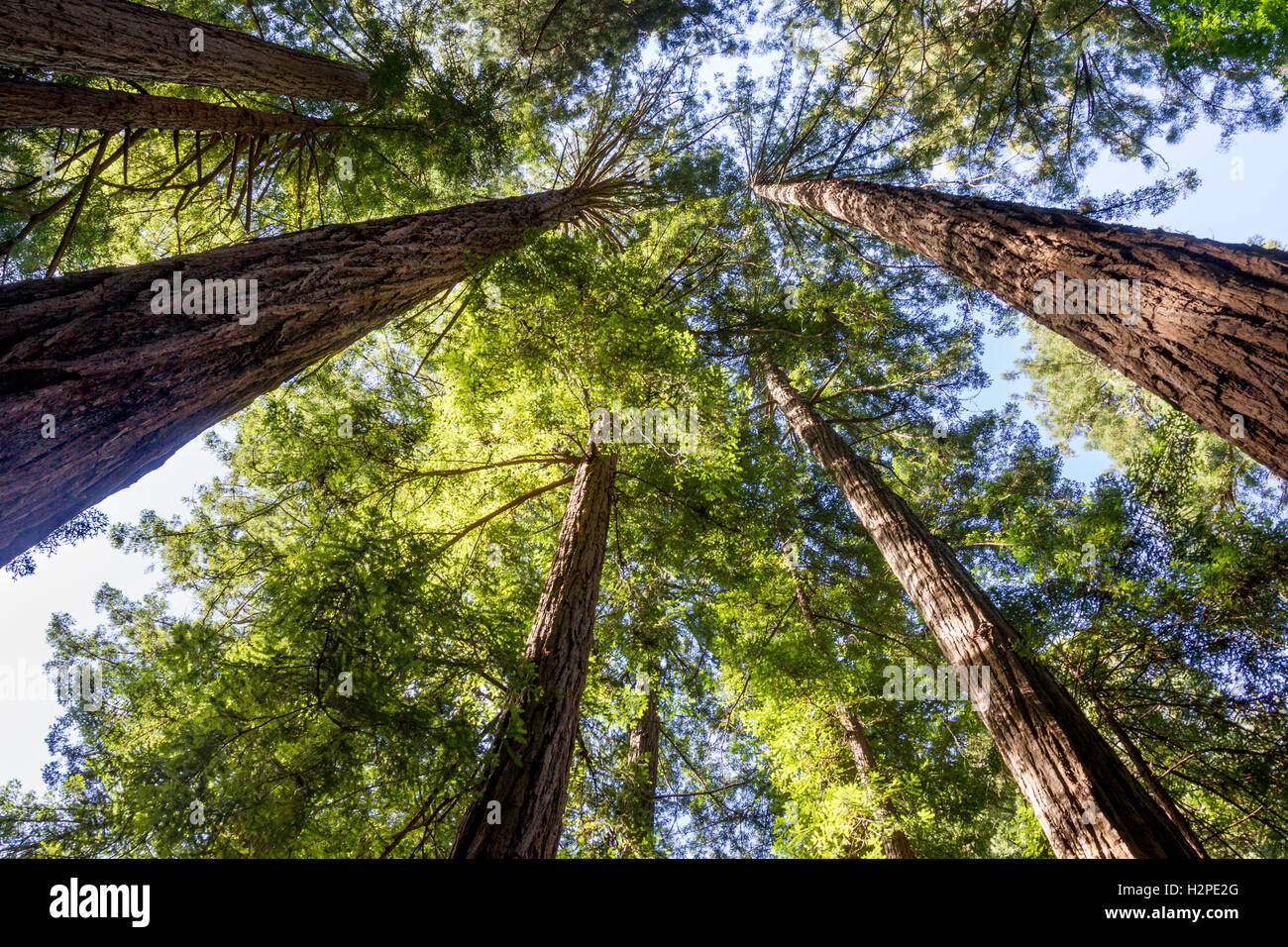 California Redwood (Sequoia Sempervirens) im Muir Woods National Monument in der Nähe von San Francisco, Kalifornien, USA. Stockfoto