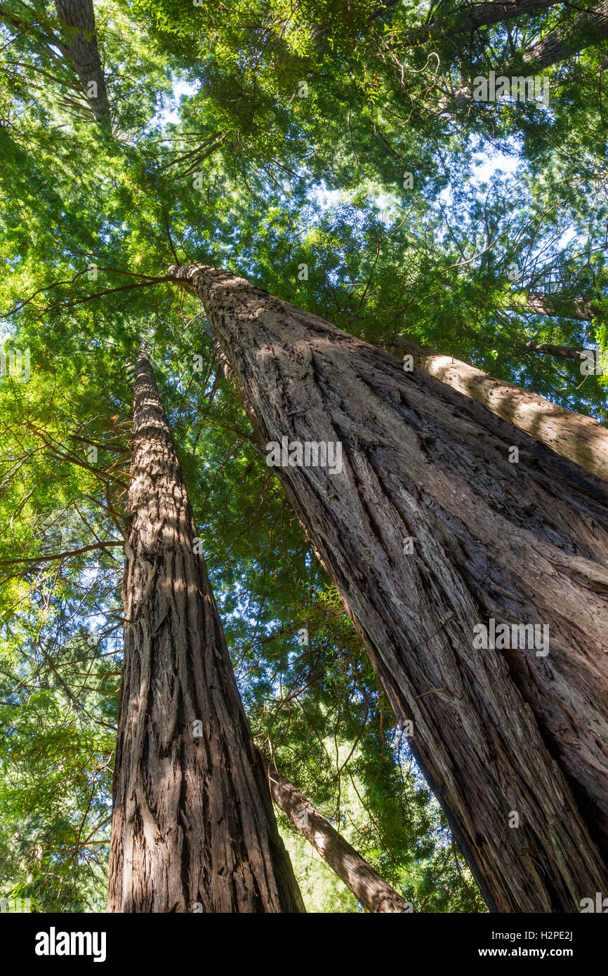 California Redwood (Sequoia Sempervirens) im Muir Woods National Monument in der Nähe von San Francisco, Kalifornien, USA. Stockfoto