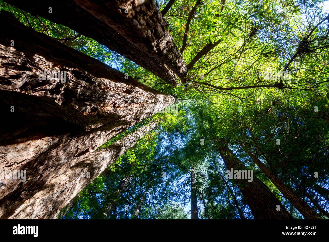 California Redwood (Sequoia Sempervirens) im Muir Woods National Monument in der Nähe von San Francisco, Kalifornien, USA. Stockfoto