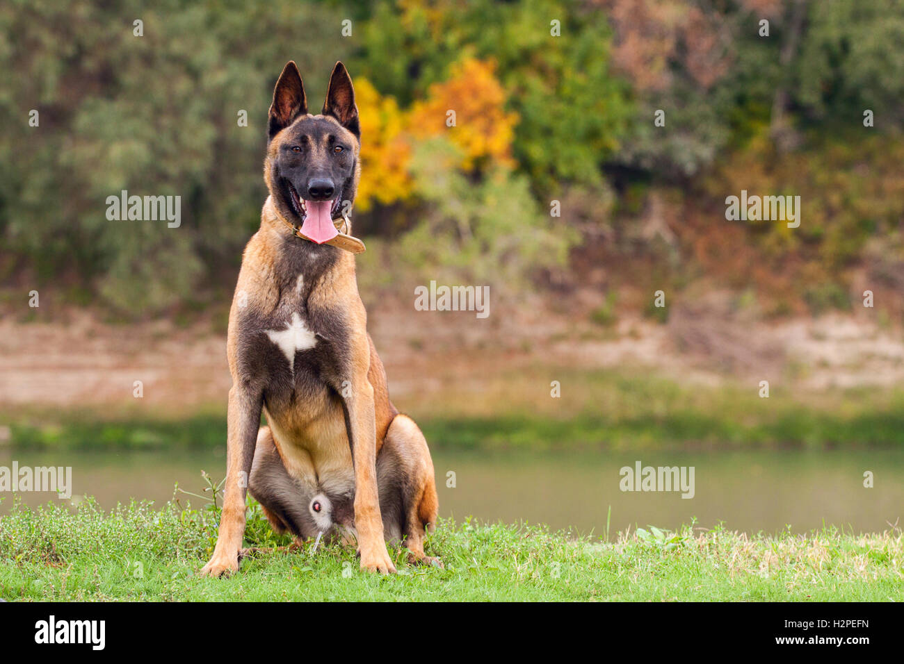Belgische Malinois junger Welpe im Bereich park Stockfoto