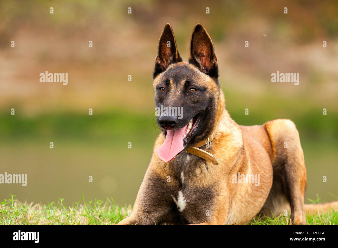 Belgische Malinois junger Welpe im Bereich park Stockfoto