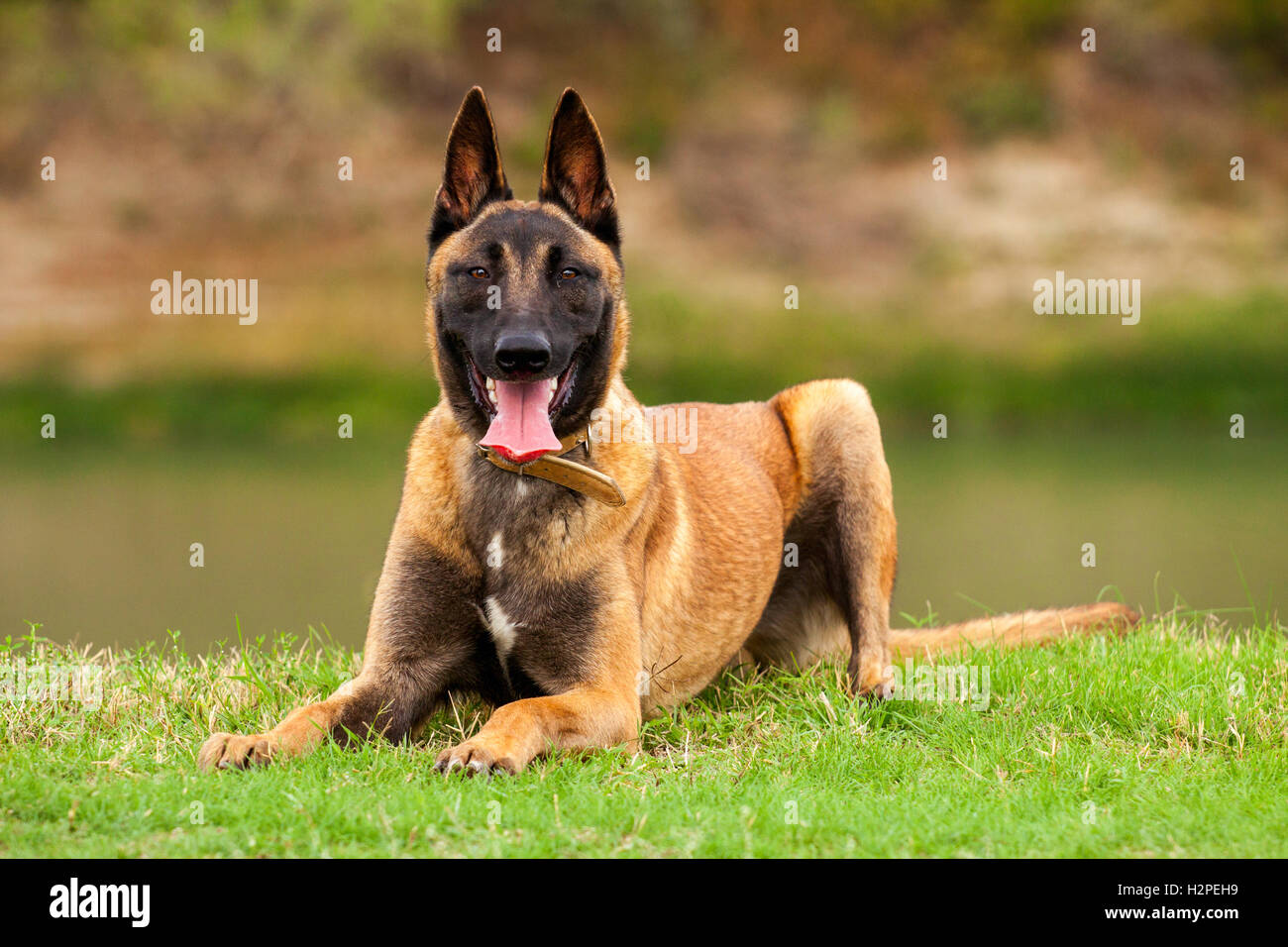 Belgische Malinois junger Welpe im Bereich park Stockfoto