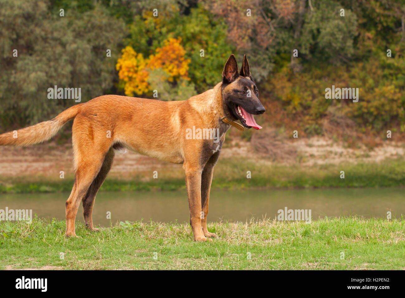 Belgische Malinois junger Welpe im Bereich park Stockfoto