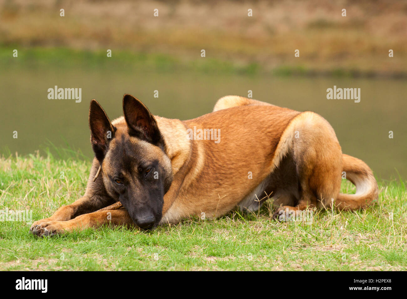 Belgische Malinois junger Welpe im Bereich park Stockfoto