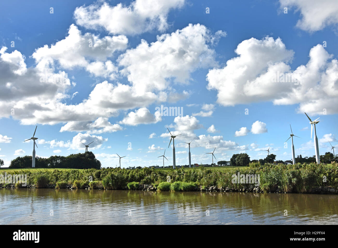 Kuh Kühe Grasgrün Betrieb Landwirtschaft Landschaft Friesland Fryslan Niederlande Stockfoto