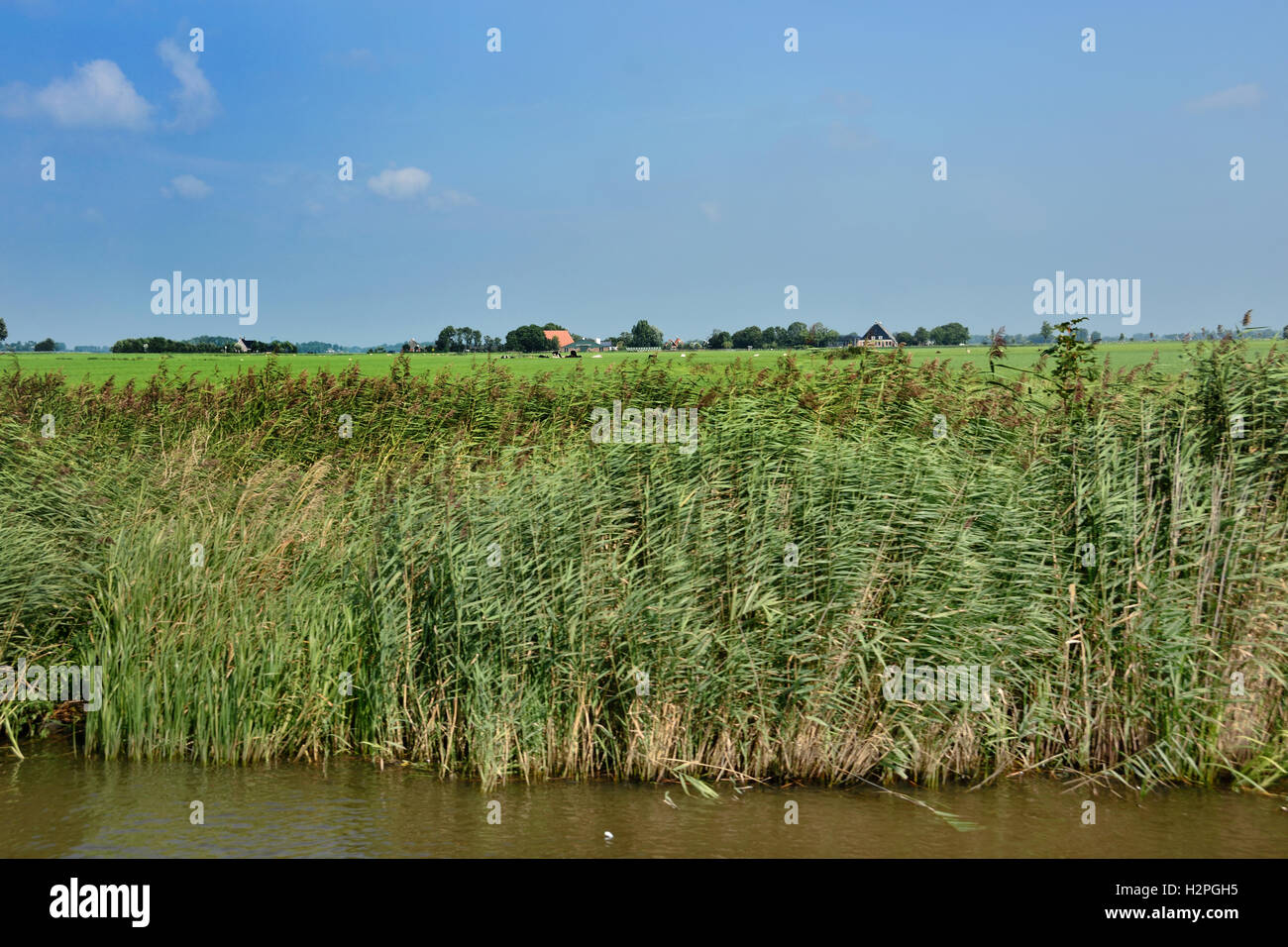 Kanal Reed Green Grass Landschaft Friesland Fryslan Niederlande Stockfoto