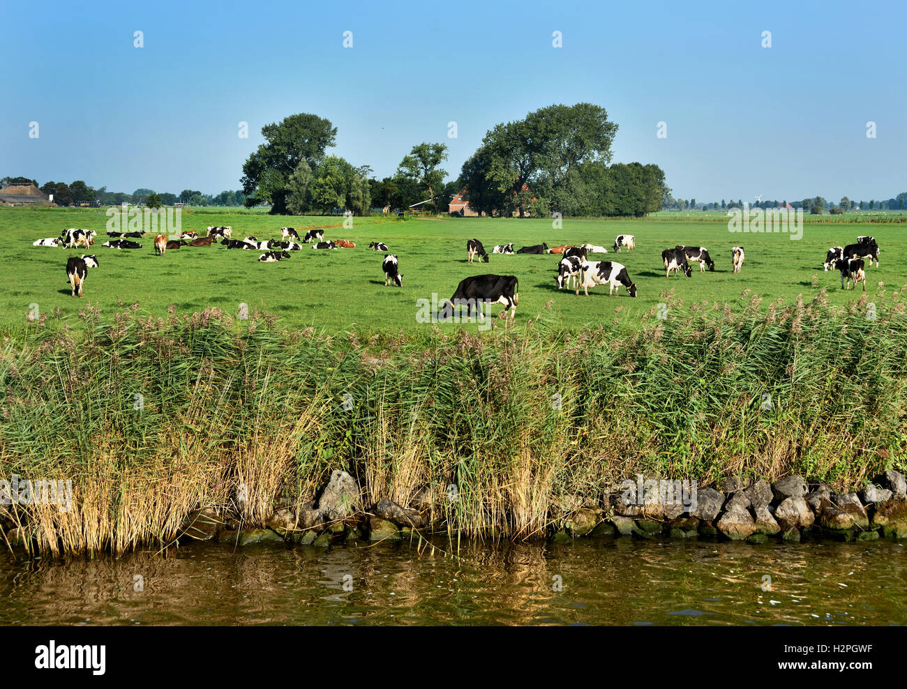 Kuh Kühe Grasgrün Betrieb Landwirtschaft Landschaft Friesland Fryslan Niederlande Stockfoto