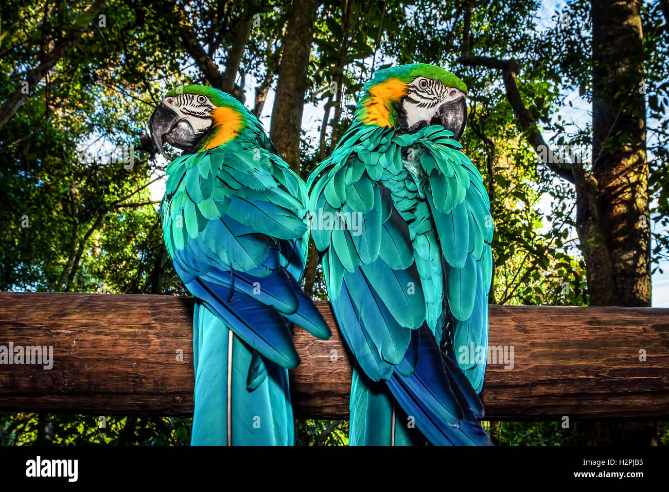 Foto von einem südafrikanischen schöner Vogel, zwei große bunte Ara Papagei im Wald sitzt auf dem Baum Stockfoto