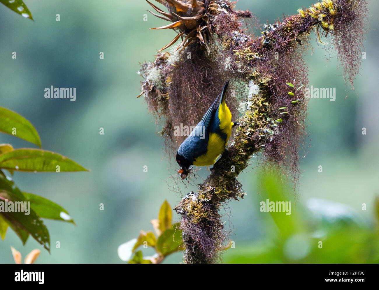 Eine Kapuze Berg Tanager (Buthraupis Montana) erwischt einen Bug im Nebelwald. Ecuador, Südamerika. Stockfoto