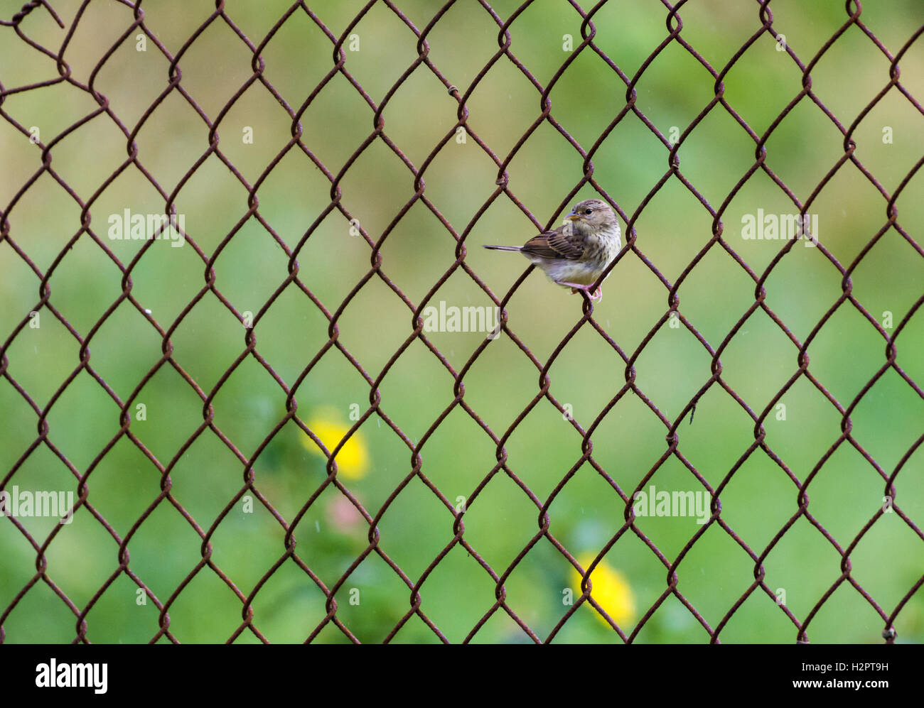 Ein gelb-browed Spatz (Ammodramus Aurifrons) thront auf einem drahtgebundenen Zaun. Ecuador, Südamerika. Stockfoto
