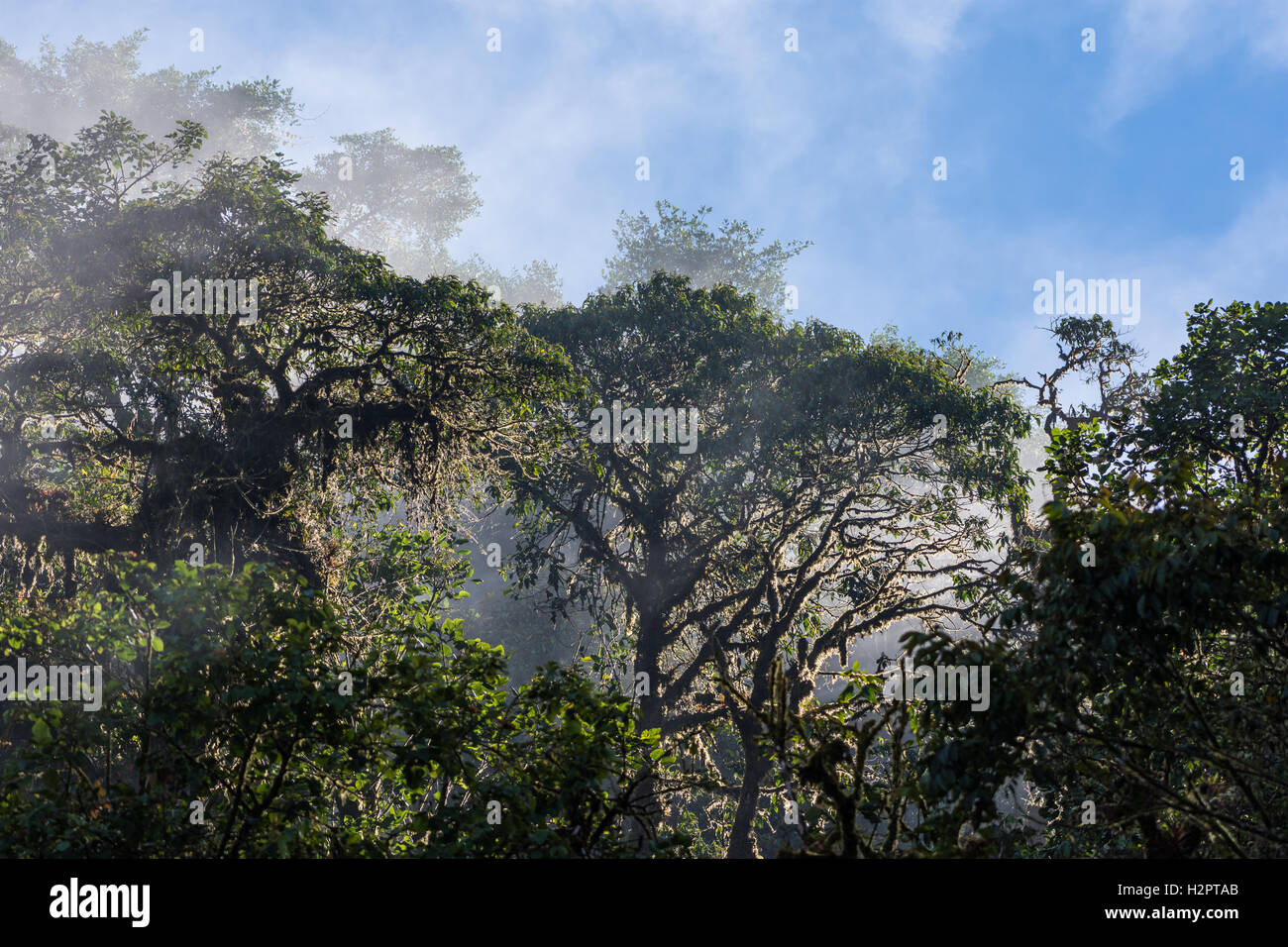 Wasserdampf steigt über Baumkronen in den Anden Nebelwald. Ecuador, Südamerika. Stockfoto