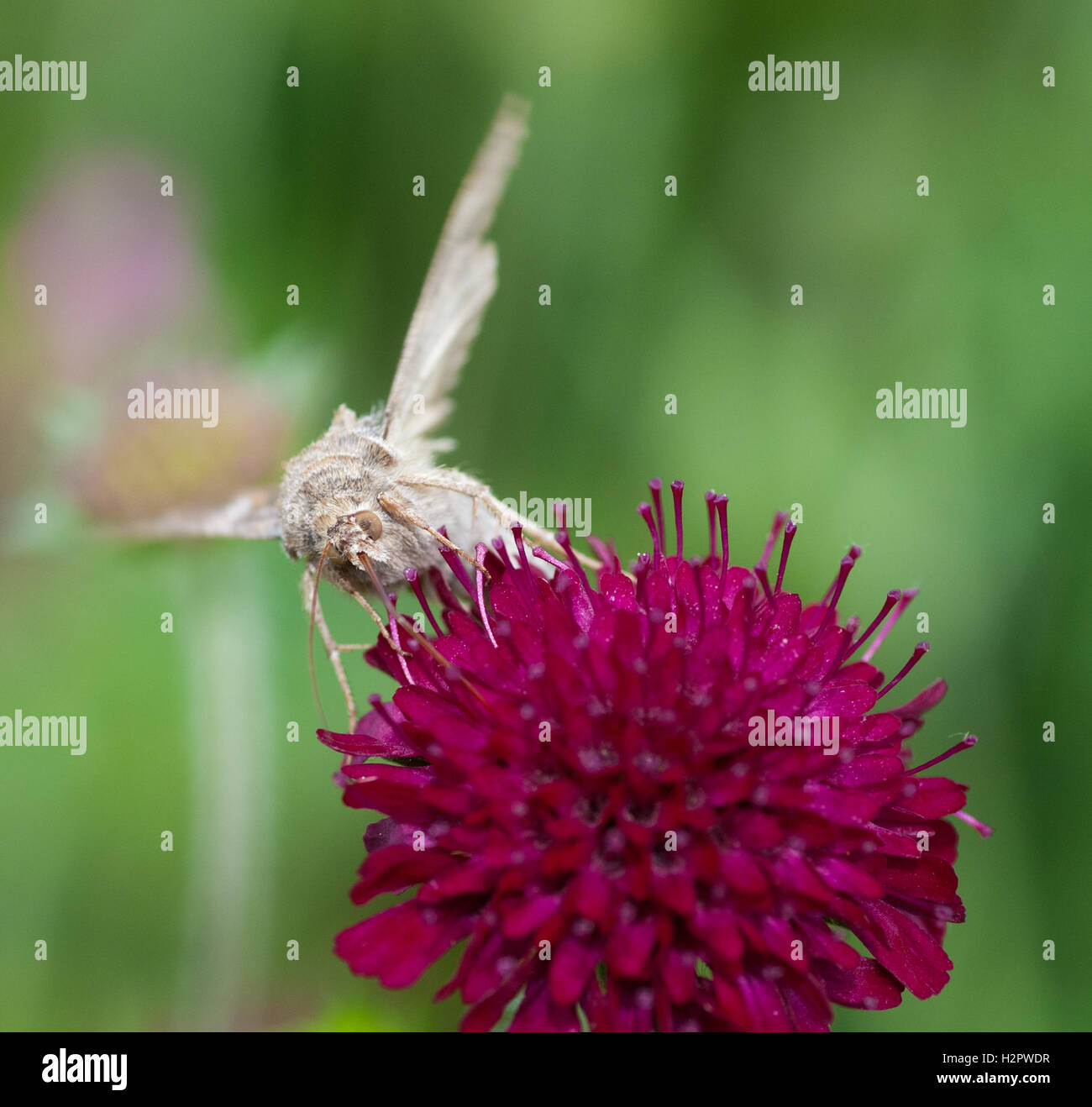 Silber Y Motte (Autographa Gamma) Fütterung auf Feld Witwenblume (Knautia Arvensis) Stockfoto