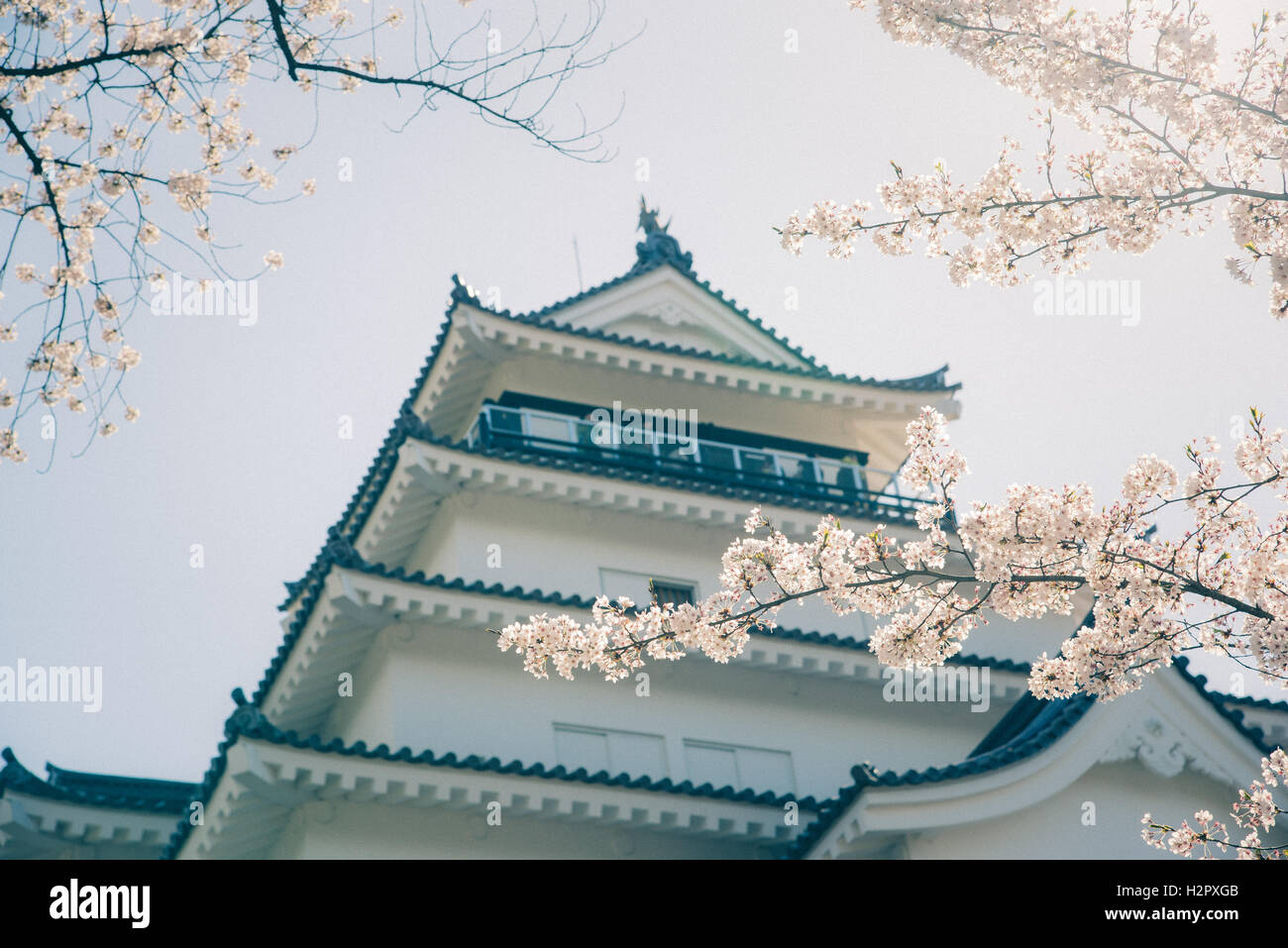 Tsuruga Burg Aizu-Wakamatsu umgeben von Hunderten von Sakura Bäume, mit Vintage-Foto-filter Stockfoto