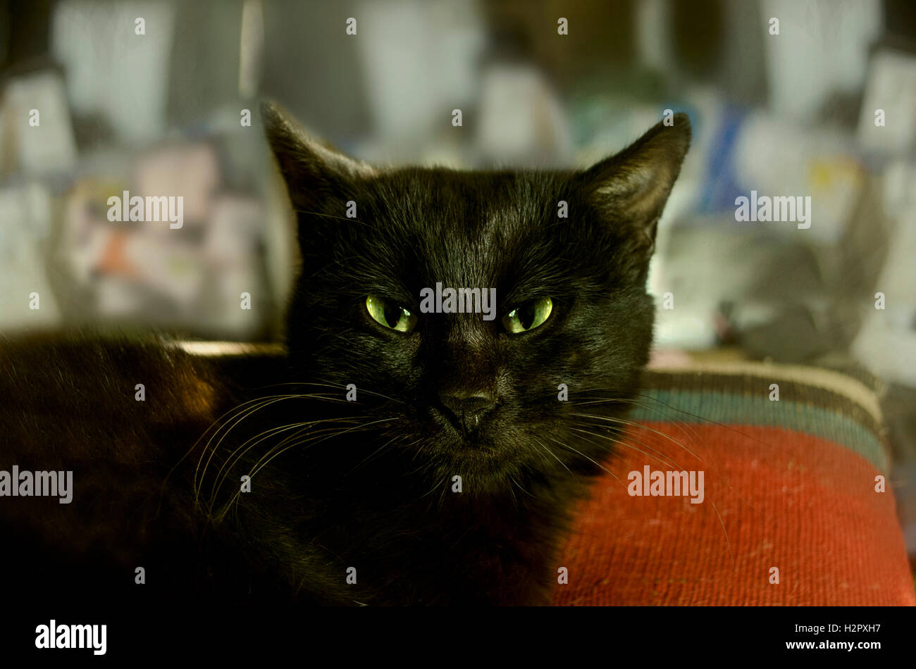 Schwarze Katze mit grünen Augen auf dem Kissen Stockfotografie Alamy
