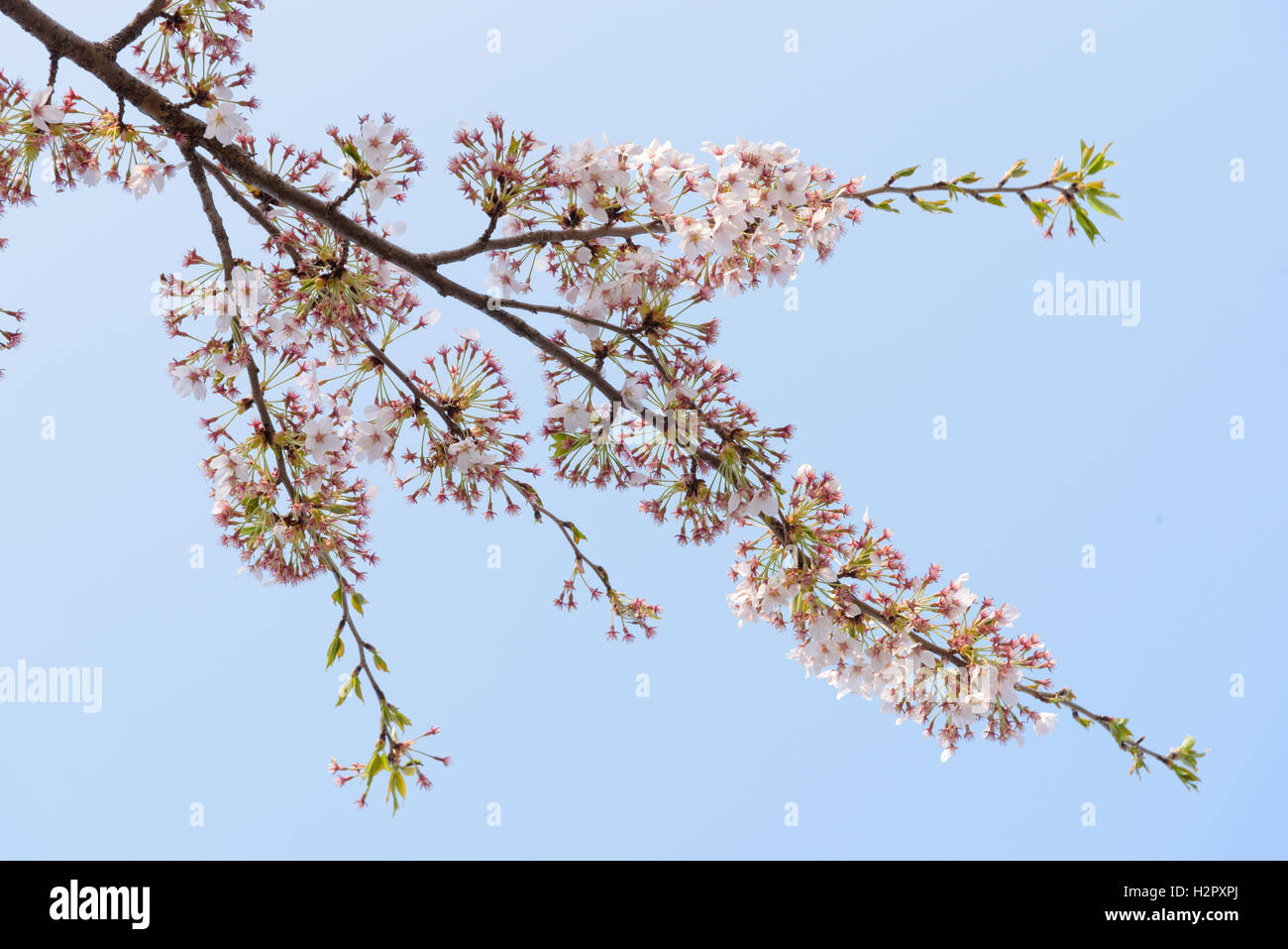 Frühling Kirschblüten-Hintergrund Stockfoto