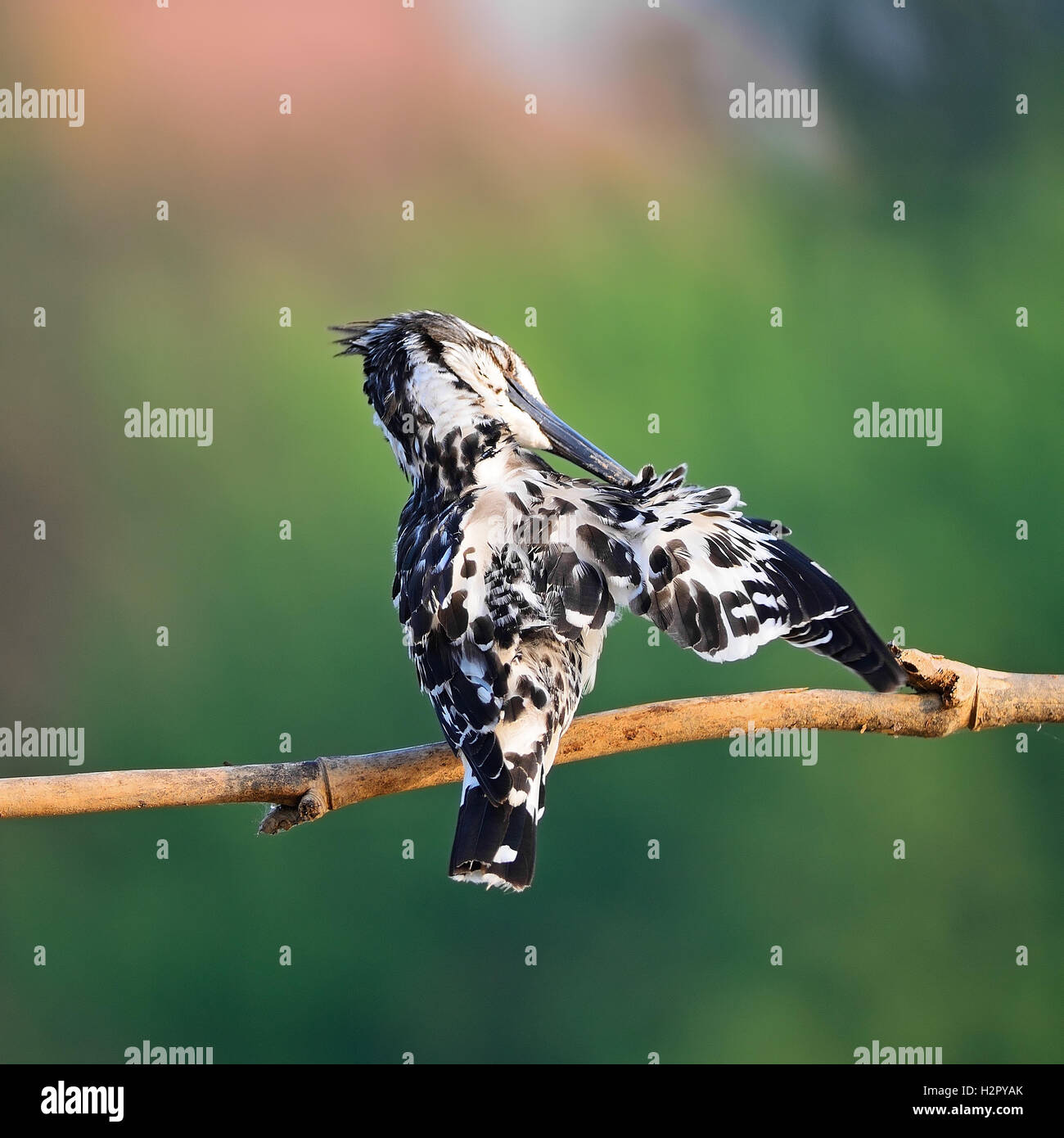 weibliche Pied Kingfisher Stockfoto