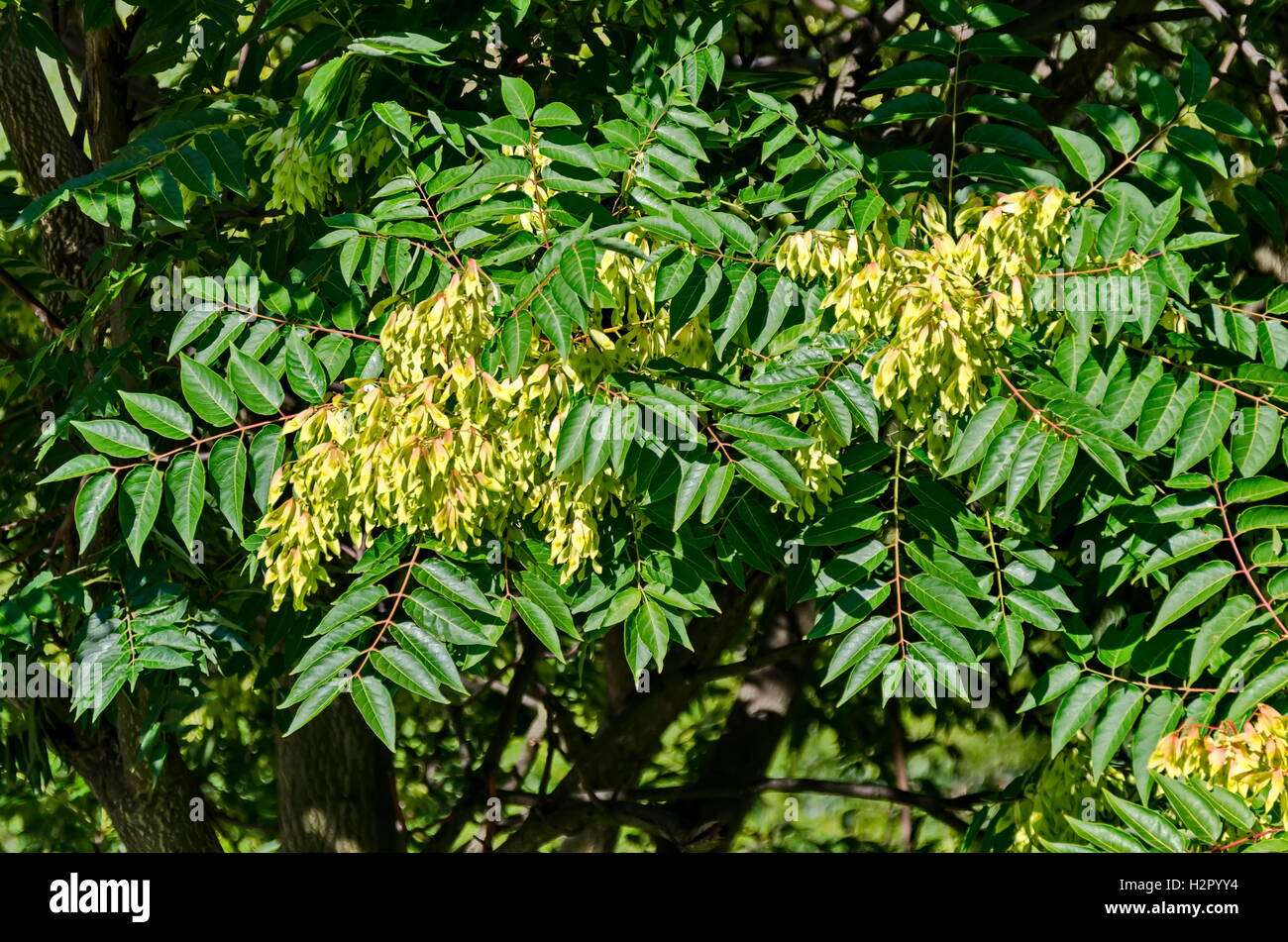 Blätter und Samen am Baum des Himmels oder GГ¶tterbaum Altissima, Sofia, Bulgarien Stockfoto