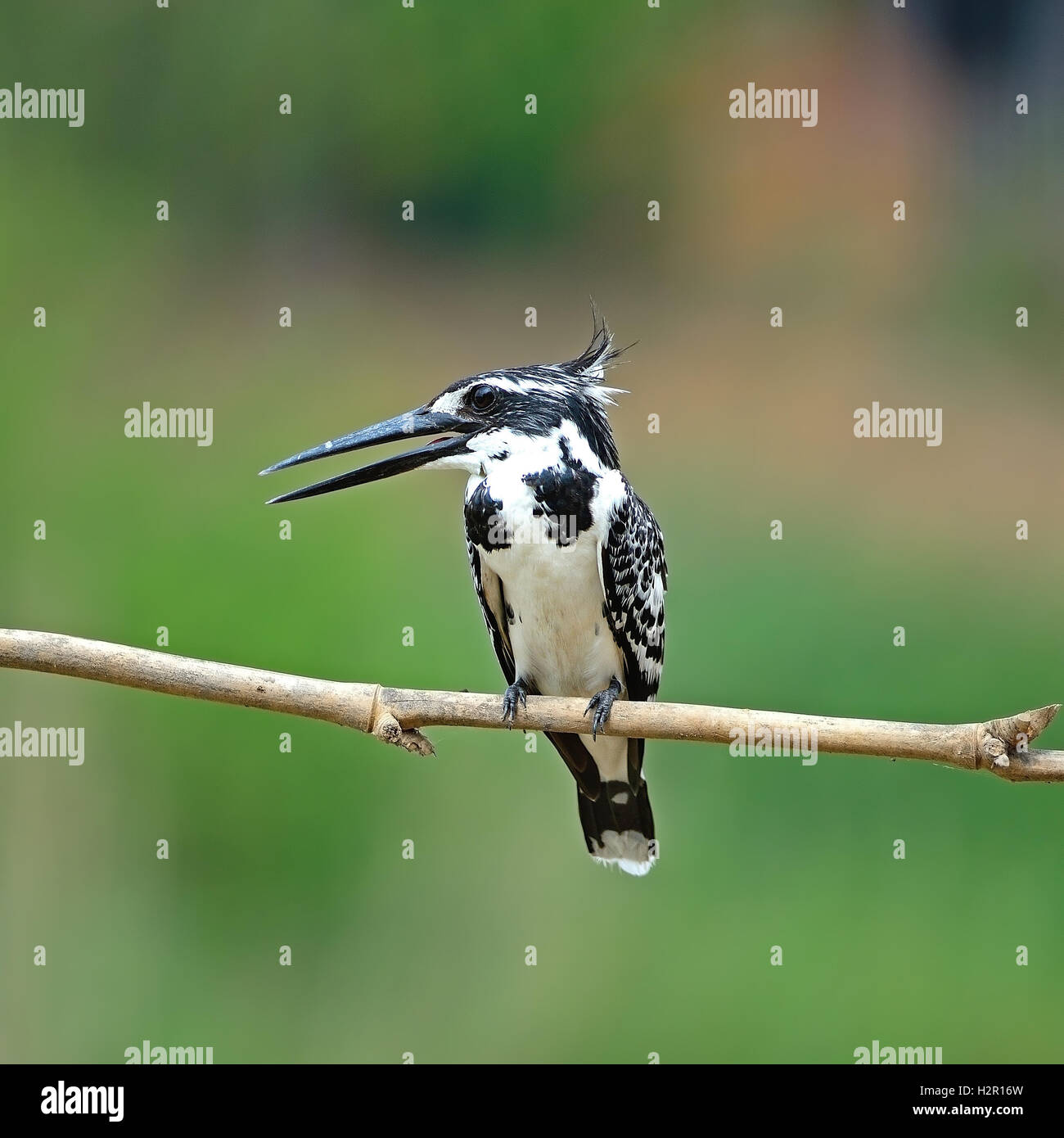 weibliche Pied Kingfisher Stockfoto
