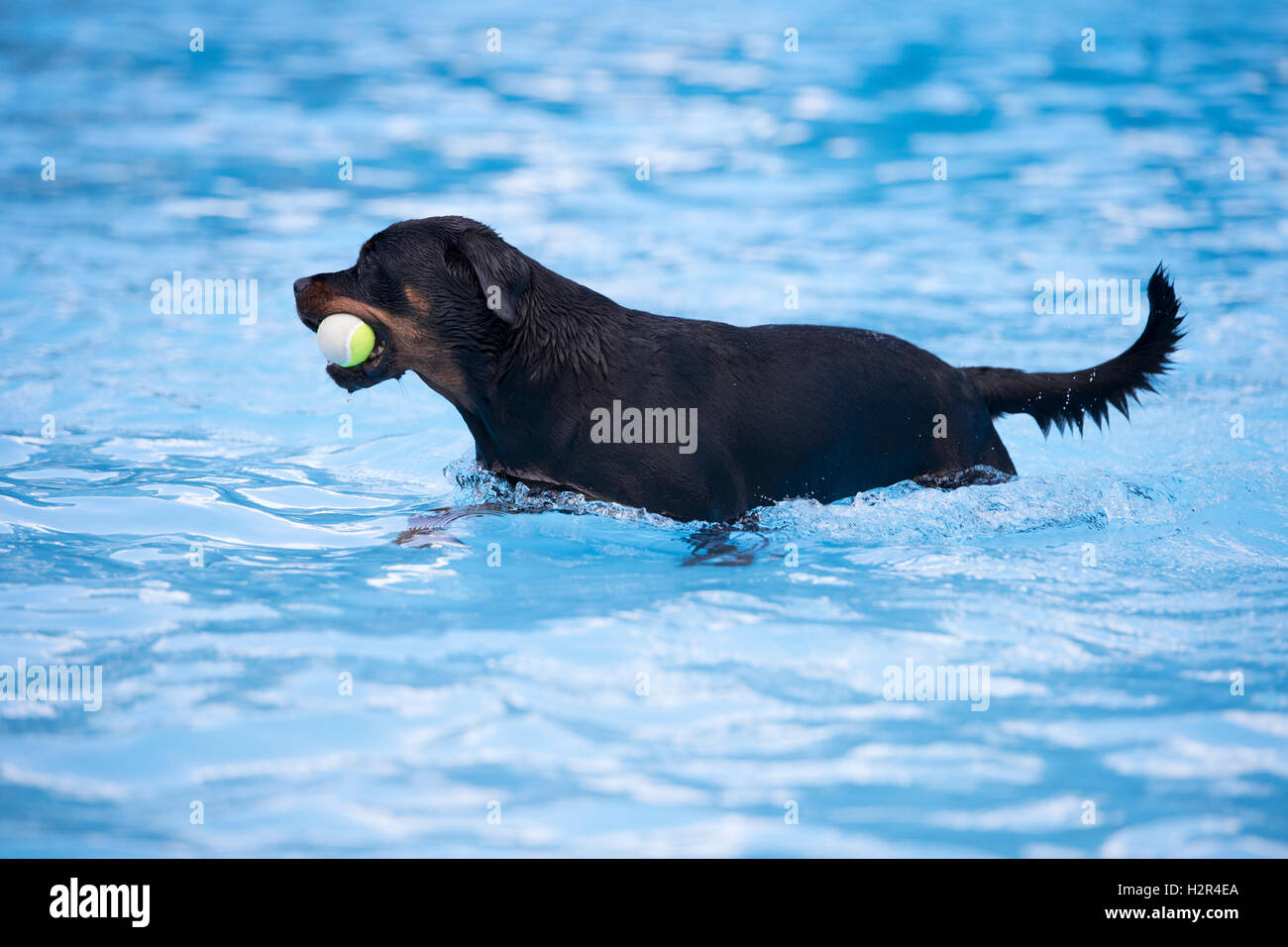 Hund, Rottweiler, mit Tennisball Swimming Pool, blaues Wasser Stockfoto