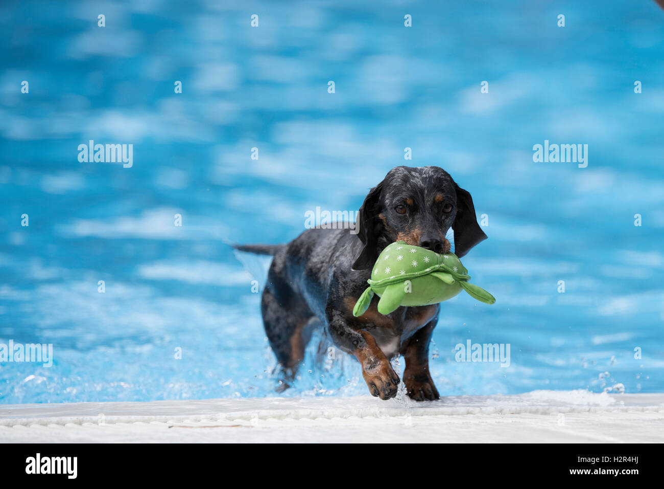 Hund, Dackel, bezaubernde Spielzeug aus Schwimmbad, blaues Wasser Stockfoto