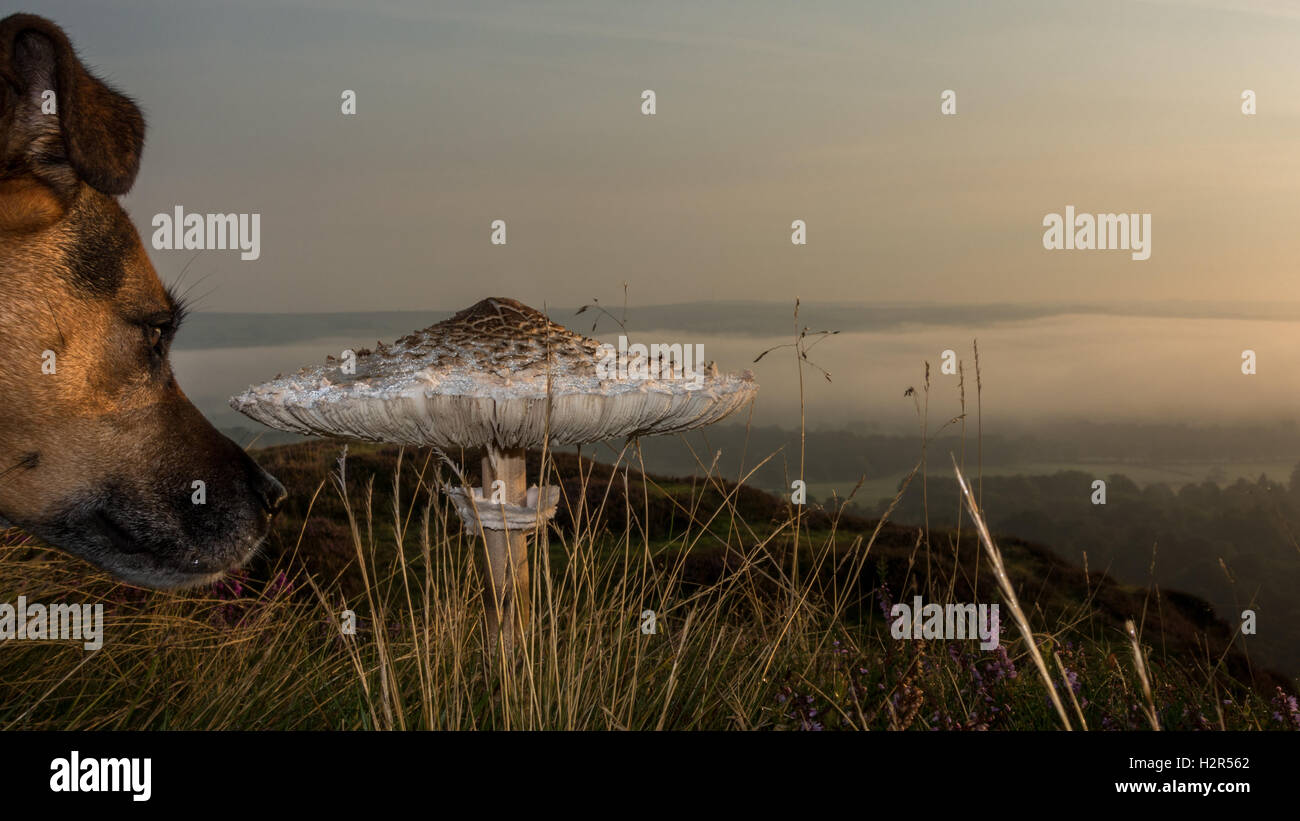 Hund untersuchen, große weiße Fliegenpilz auf Ilkley Moor, Yorkshire, Großbritannien Stockfoto