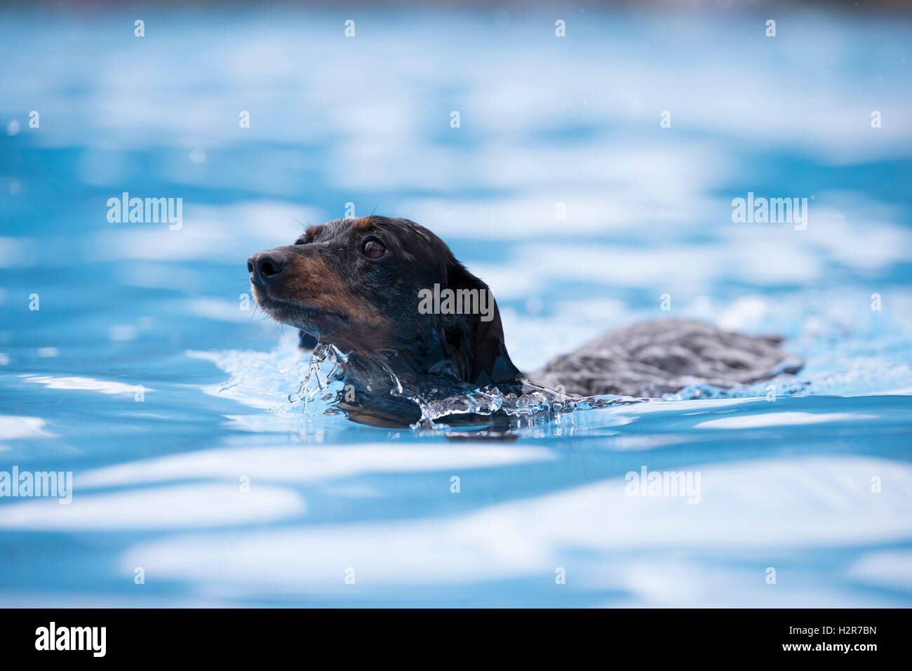 Hund, Dackel, Schwimmen in einem Schwimmbad, blaues Wasser Stockfoto