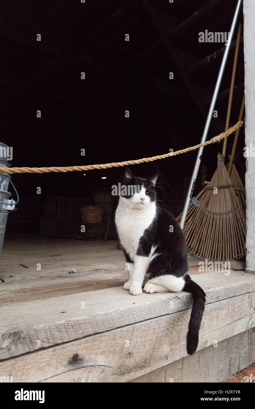 Eine schwarze und weiße Katze sitzt in einer Scheune auf einem Bauernhof. Stockfoto