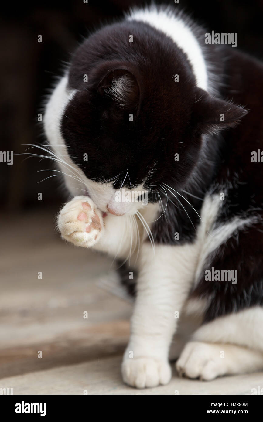 Eine schwarze und weiße Katze sitzt in einer Scheune auf einem Bauernhof. Stockfoto