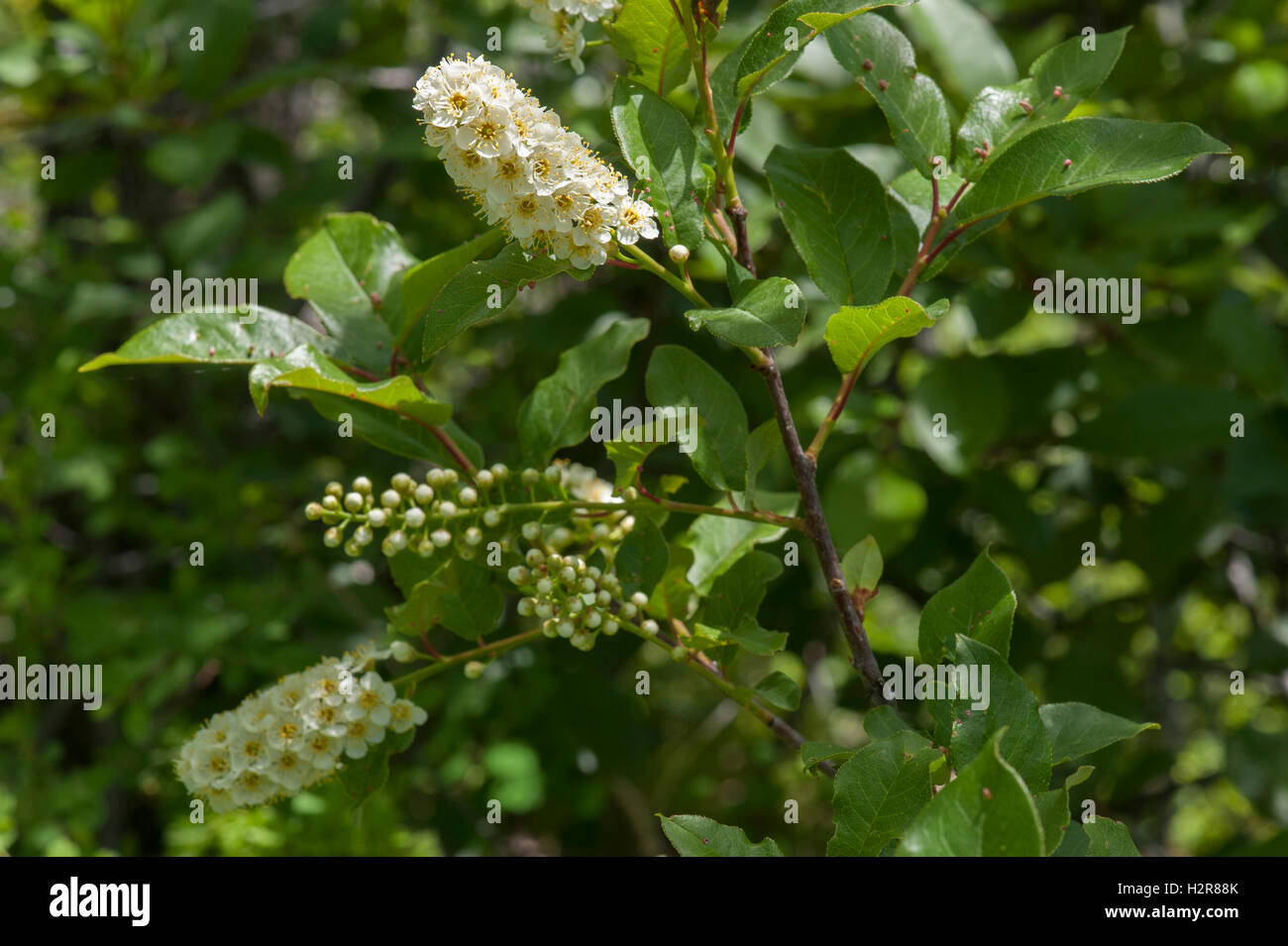 Wahrscheinlich eine Apfelbeere (Aronia Melocarpa), der Anbau zu entkommen, da diese Arten nicht in Colorado heimisch ist. Stockfoto