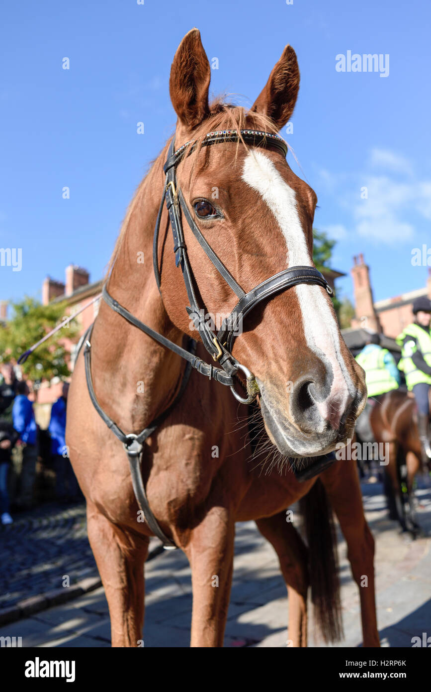 Nottingham, UK, 2. Oktober 2016: rund 150 Reiter nahmen Teil an einer Demonstration in Nottingham Stadtzentrum heute Morgen. Die machen es recht Kampagne soll das Bewusstsein für Fahrer über die Gefahren von zu schnell fahren oder laut rund um Pferde, die leicht erschreckt werden können. Sie möchten 15 km/h Höchstgeschwindigkeit auf öffentlichen Straßen vorbei, beim Reiter und ihre Pferde zu übergeben. Stockfoto