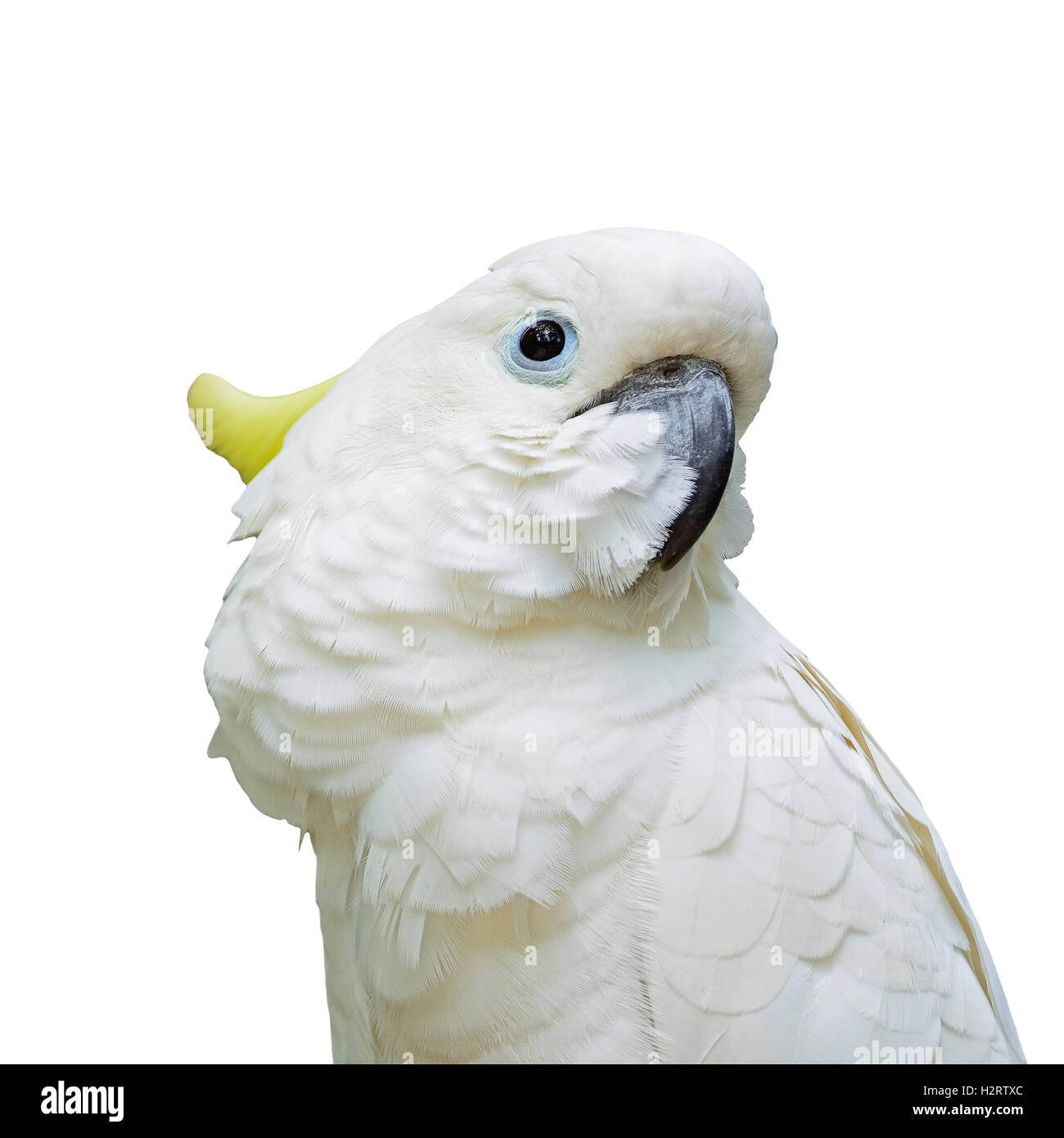 Schwefel-crested Cockatoo isoliert Stockfoto