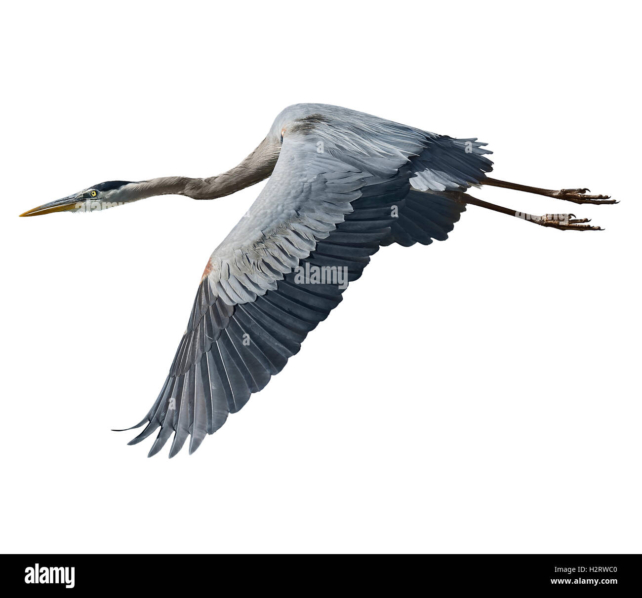 Great Blue Heron Stockfoto