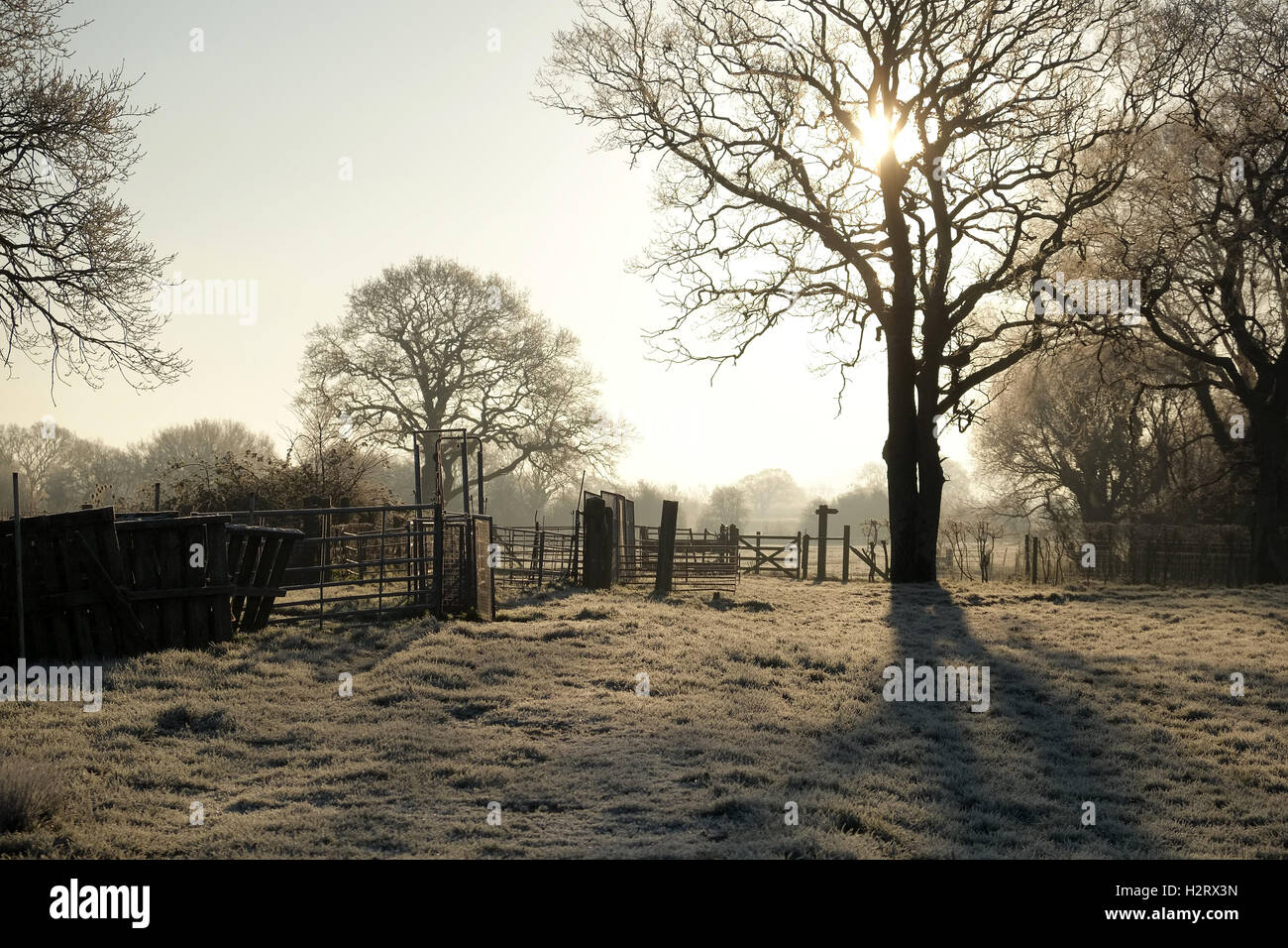 14. Dezember 2014, am frühen Morgensonne aufgehen in ländlichen Somerset Stockfoto