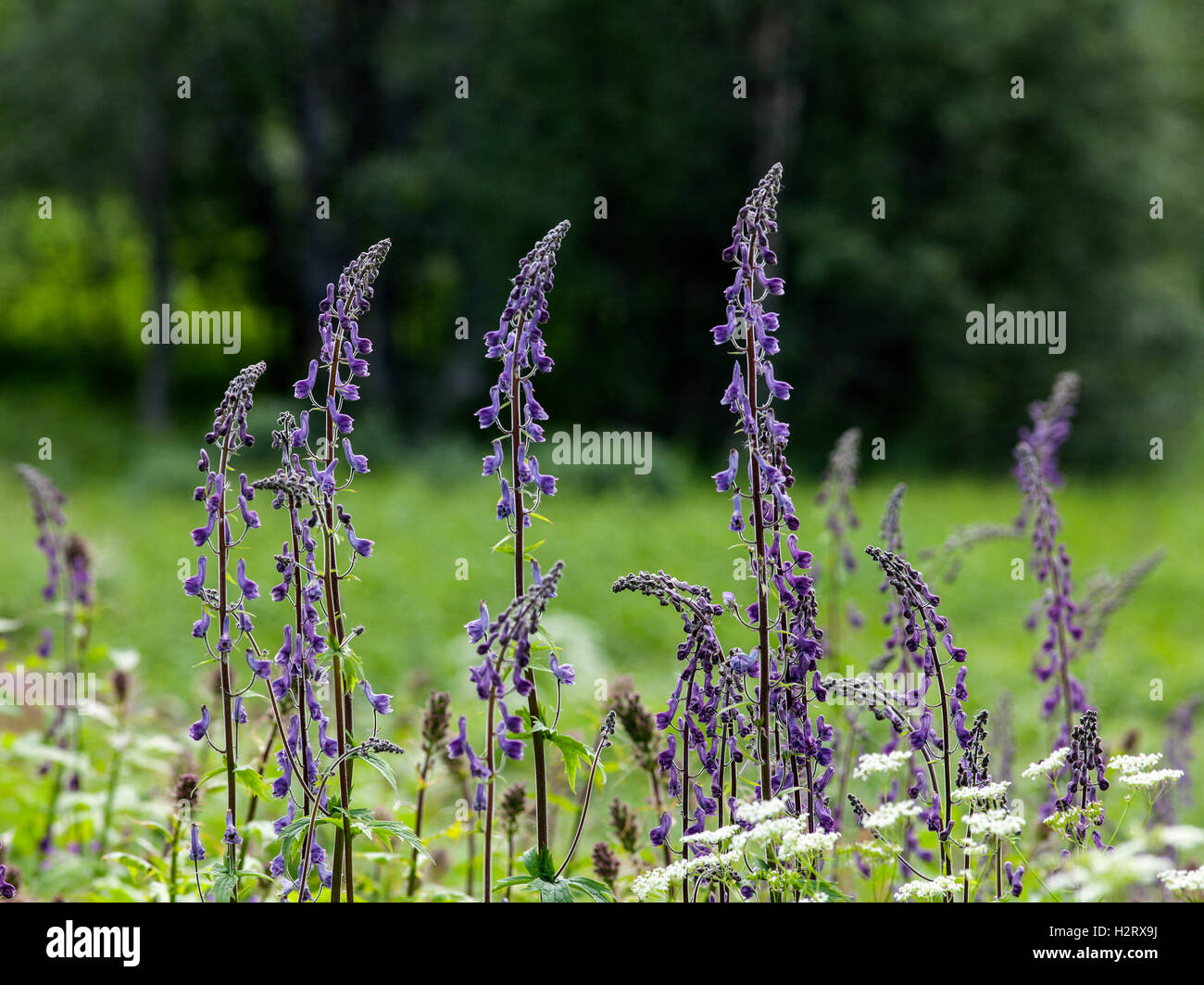 Nahaufnahme auf nordischen Wölfe-Bane auf einer Wiese. Gemeinsame Blume im skandinavischen Gebirge. Aconitum lycoctonum Stockfoto