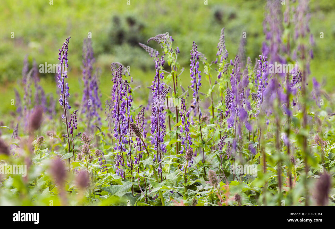 Nahaufnahme auf nordischen Wölfe-Bane auf einer Wiese. Gemeinsame Blume im skandinavischen Gebirge. Aconitum lycoctonum Stockfoto