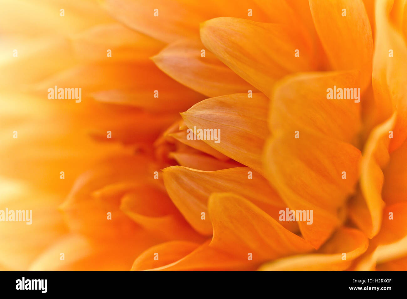Blume Abstrakt, Soft-Fokus gelbe Blume. Stockfoto