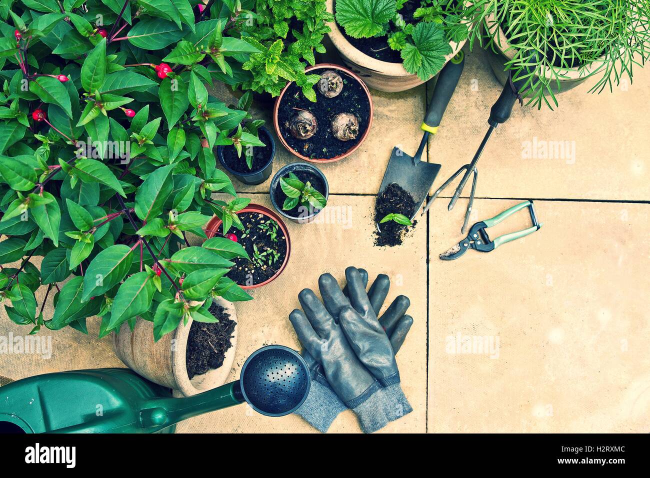 Gartengeräte und Blumen Pflanzen in Töpfen. Gartenarbeit-Konzept Stockfoto