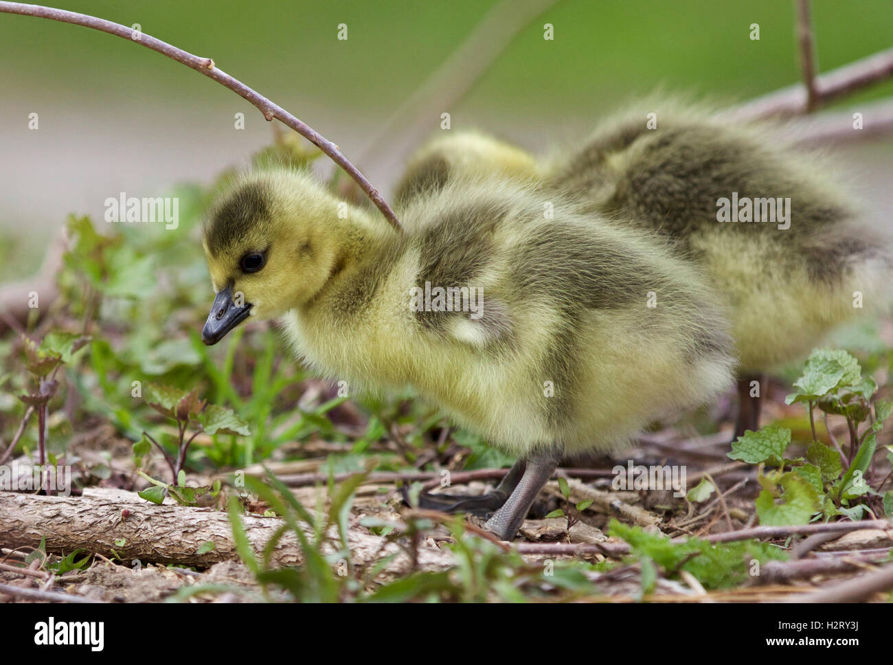 Isoliert Foto von zwei Küken von Kanada Gänse Stockfoto