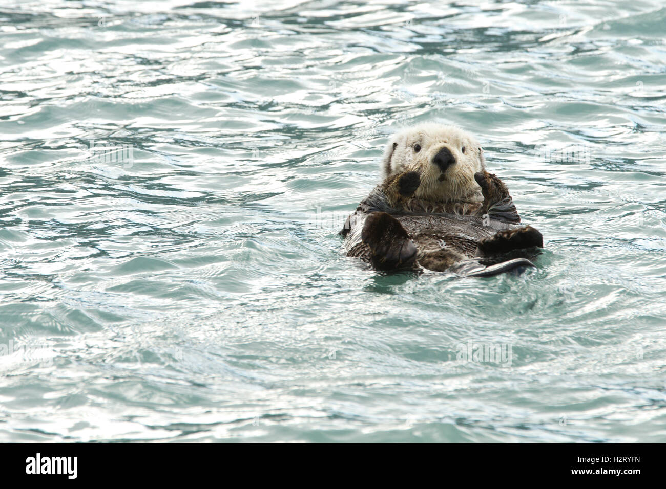 Nördlichen Seeotter schweben im Hafen von Valdez, Alaska Stockfoto