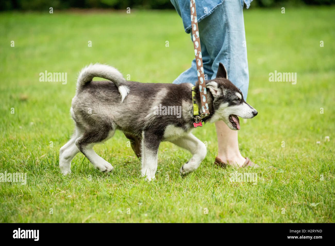 Dashiell, ein drei Monate altes Alaskan Malamute Welpen gehen schön neben seinem Besitzer, in Issaquah, Washington, USA Stockfoto