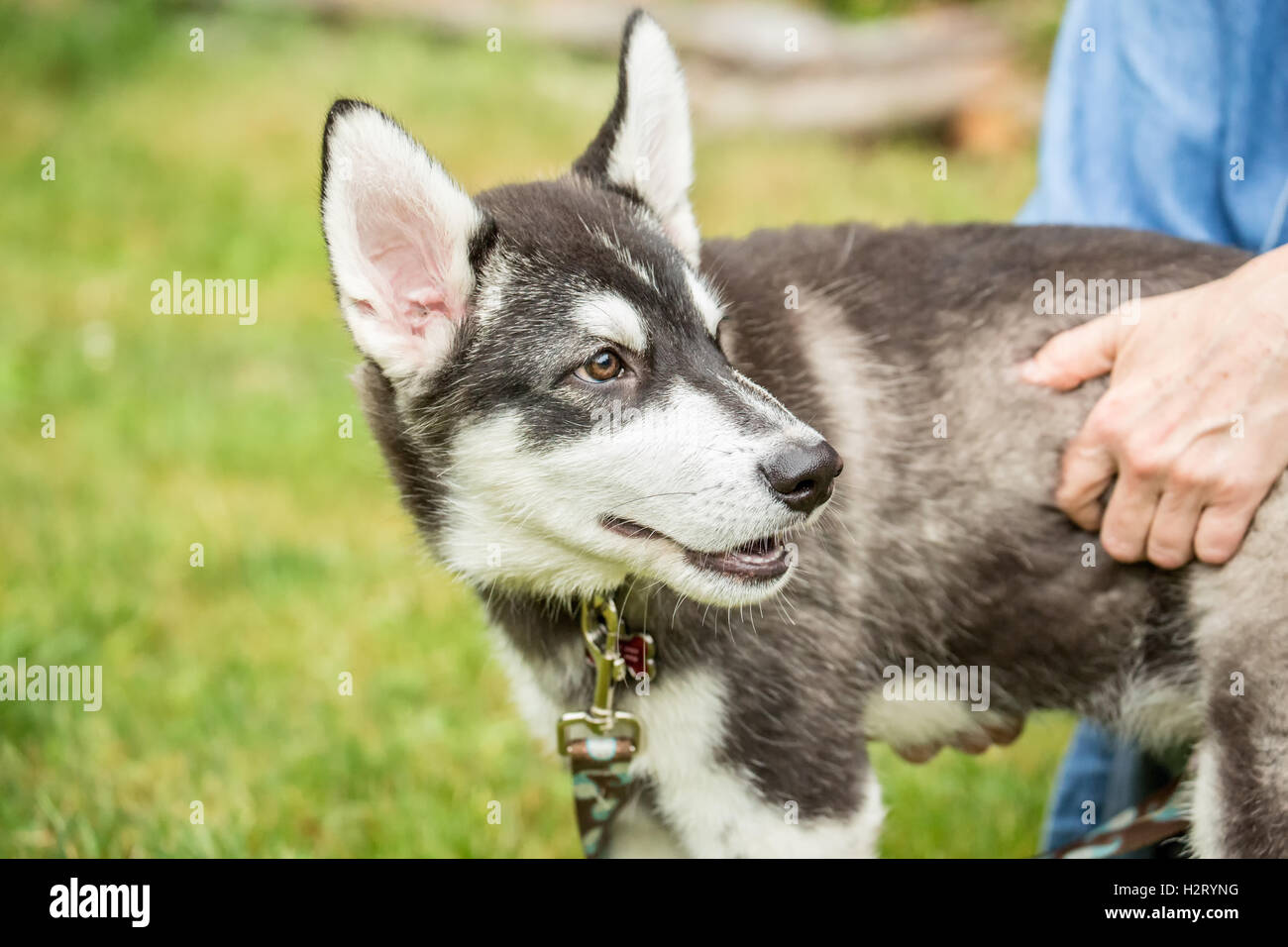 Dashiell, ein drei Monate altes Alaskan Malamute Welpen Porträt in Issaquah, Washington, USA Stockfoto
