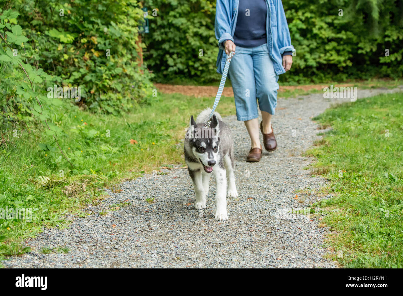 Dashiell, ein drei Monate altes Alaskan Malamute Welpen ziehen mit Begeisterung an seiner Leine in Issaquah, Washington, USA Stockfoto