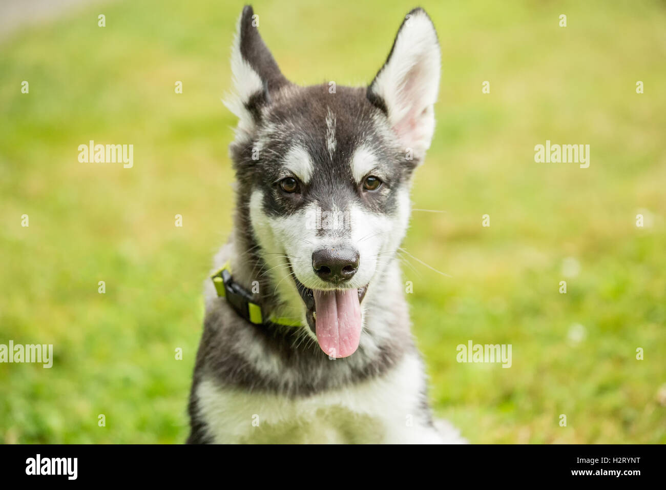 Dashiell, ein drei Monate altes Alaskan Malamute Welpen Porträt in Issaquah, Washington, USA Stockfoto