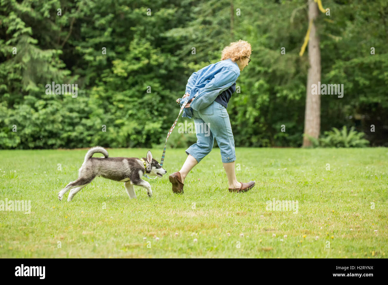 Dashiell, ein drei Monate altes Alaskan Malamute Welpen läuft mit seinem Besitzer in einem lokalen Park in Issaquah, Washington, USA Stockfoto